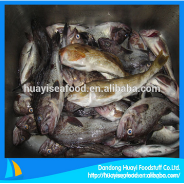 fresh frozen fat greenling fish with superior supplier